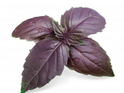 basilic-pourpre