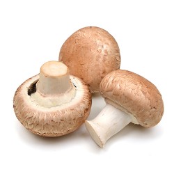 champignon-de-paris brun